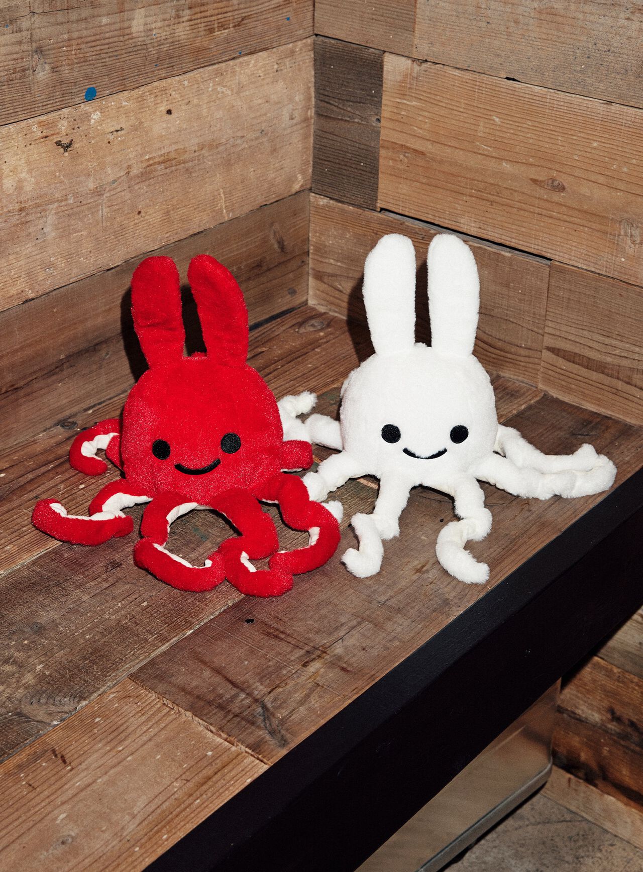 common octopus (Octopus vulgaris),ONE, large image number 7