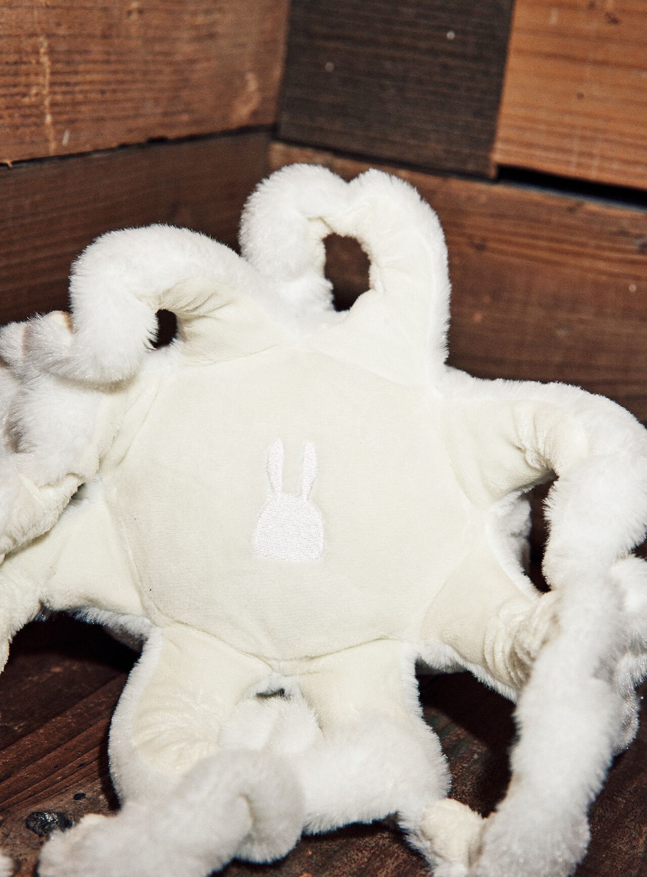 common octopus (Octopus vulgaris),ONE, large image number 10